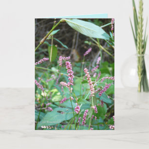 Carte Profusion de roses