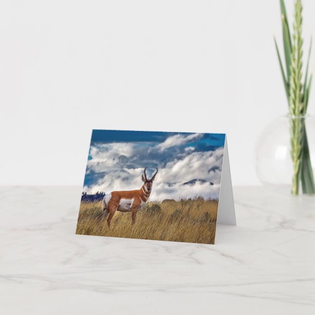 Carte Pronghorn à Meadow, Yellowstone NP (Devant)
