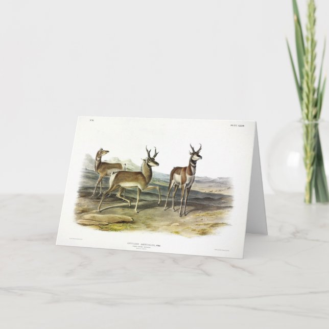 Carte Pronghorn (Antelope à cornes longues) par Audubon (Devant)