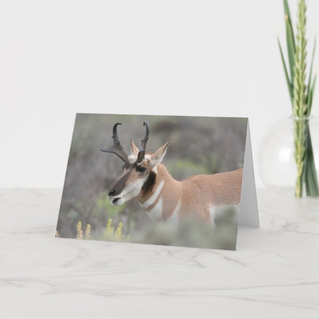 Carte Pronghorn Antelope Buck | Grand Tétons (Devant)