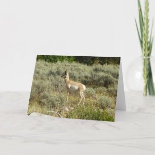 Carte Pronghorn au Parc national de Grand Teton