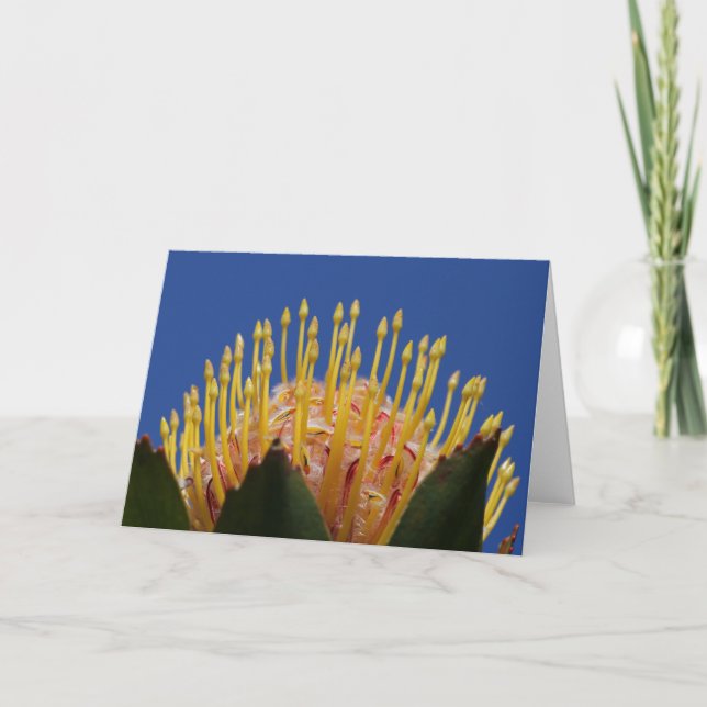 Carte Protéa flower card (Devant)