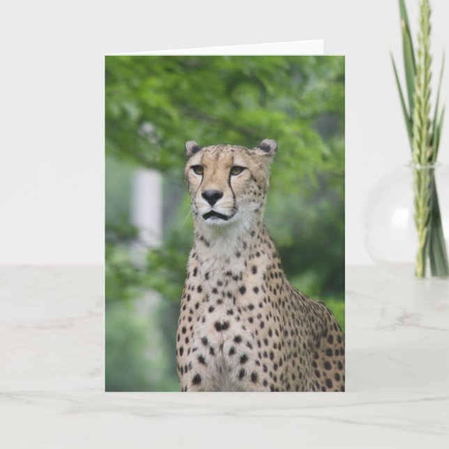 Carte ProudCheetah (Devant)
