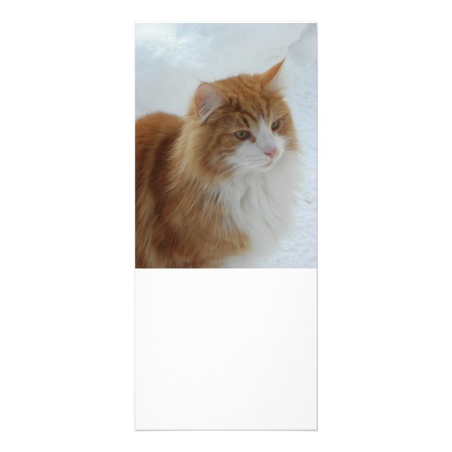 Carte Publicitaire Chat_des_forêts_norvégiennes (Devant)