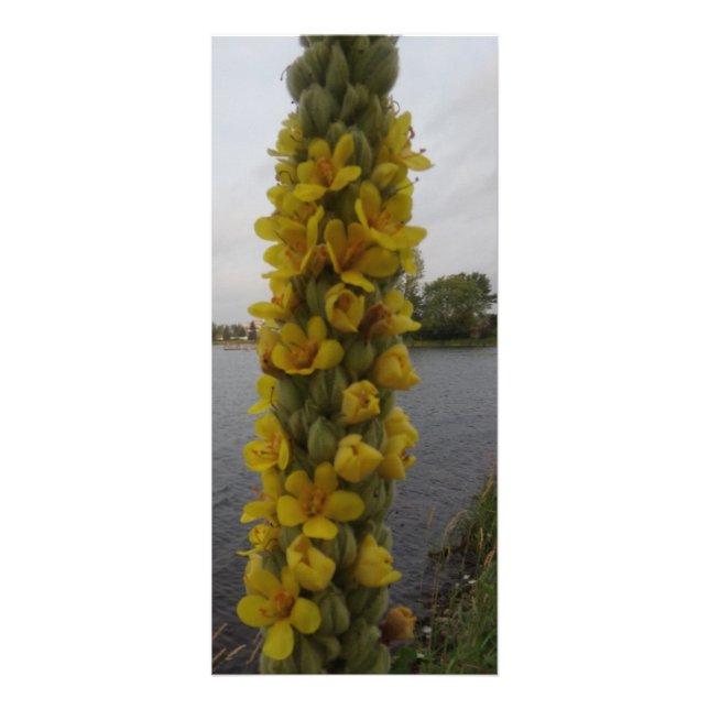 Carte Publicitaire Mullein Flowers Signets (Devant)