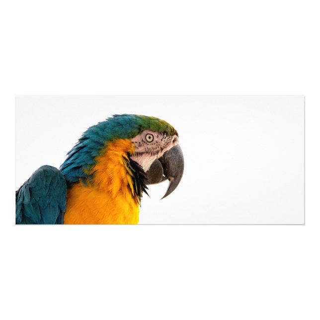 Carte Publicitaire Post-it Notes perroquet (Devant)