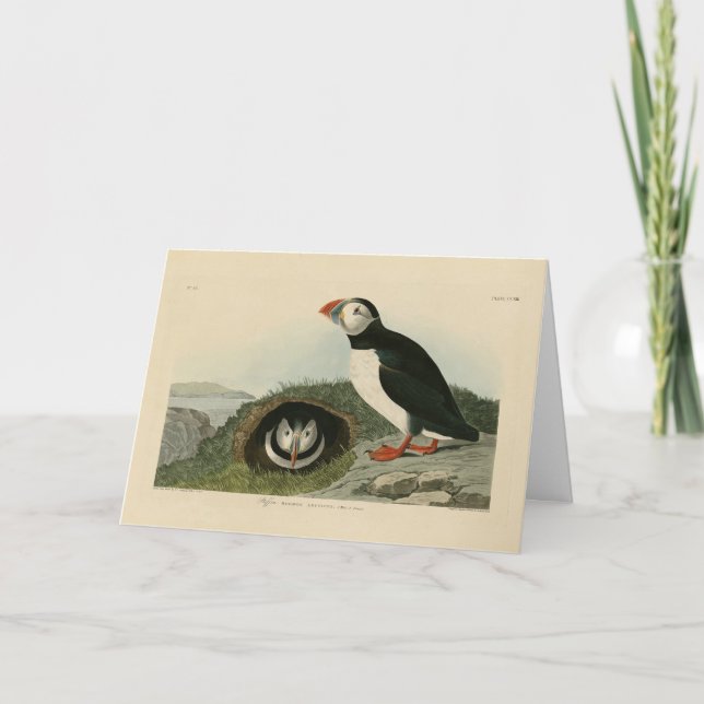Carte Puffin atlantique des oiseaux d'Amérique d'Audubon (Devant)