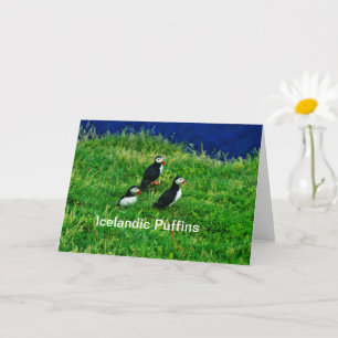 Carte Puffins islandais en été