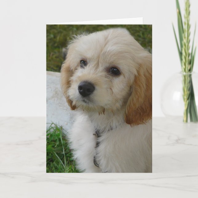 Carte Puppy Love - jolie photo de chien MaltiPoo (Devant)