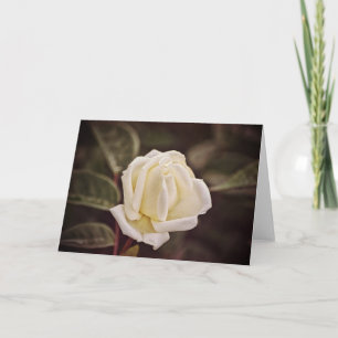 Carte Pure White Rose Art