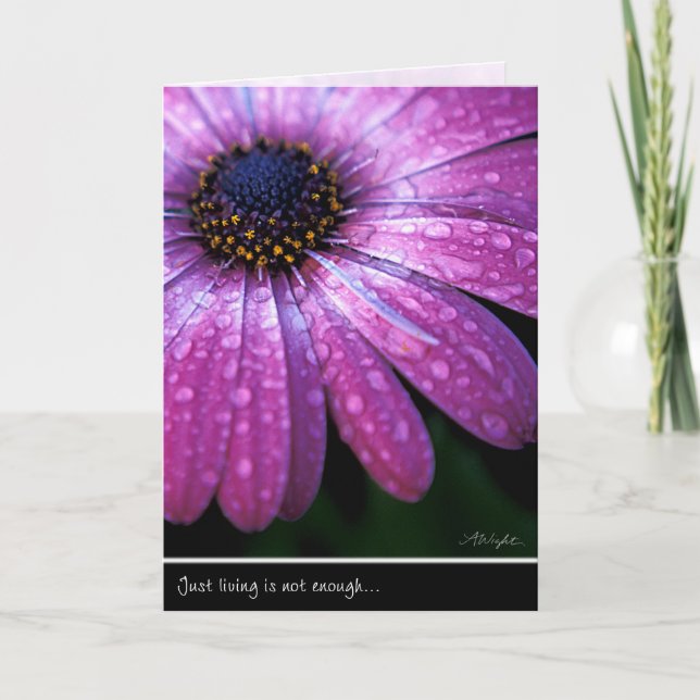 Carte Purple African Daisy, par Anna Wight (Devant)