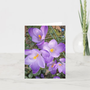 Carte Purple Crocus Blank Note Cards