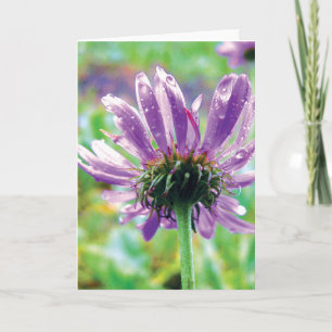 Carte Purple Daisy With Dew, Histoires dans la poésie na