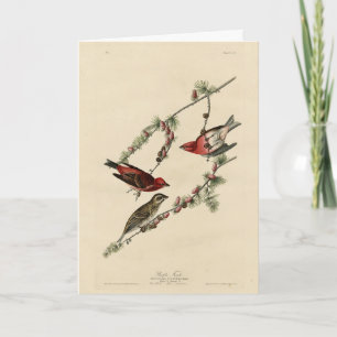 Carte Purple Finch - John J. Audubon's Birds of America