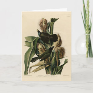 Carte Purple Grakle (Grackle) Audubon's Birds of America