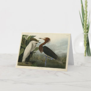 Carte Purple Heron - de Audubon's Birds of America