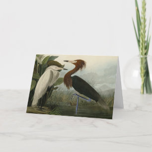 Carte Purple Heron - de Audubon's Birds of America