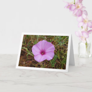 Carte Purple Morning Glory, Mallow Bindweed Fleur sauvag