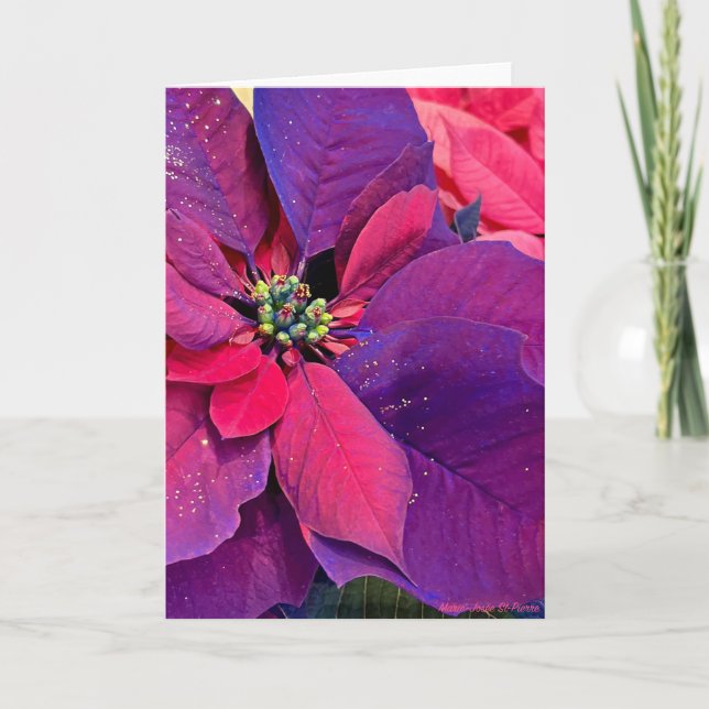 Carte Purple Poinsettias (Devant)