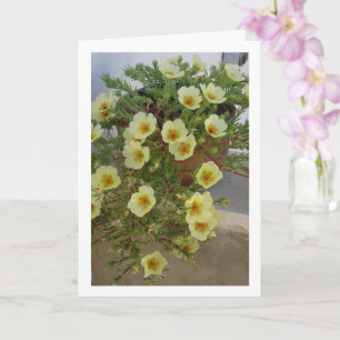 Carte Purslane rose, Plante de fleurs Succulent