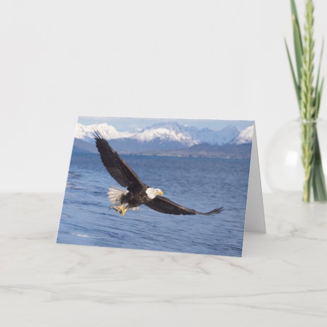 Carte pygargue à tête blanche, Haliaeetus leucocephalus, (Devant)