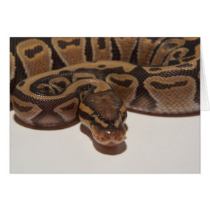 Carte Python Ball Ghost