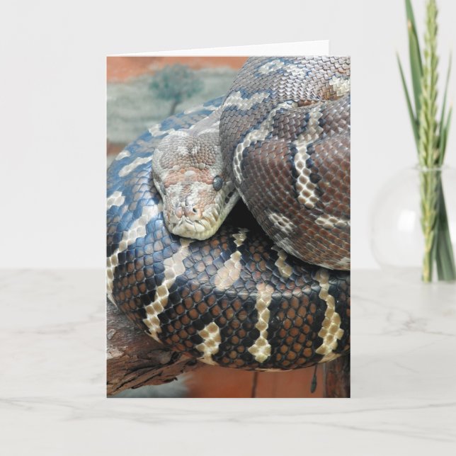 Carte Python de tapis centralisé (Devant)