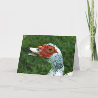 Carte Quackity Quack