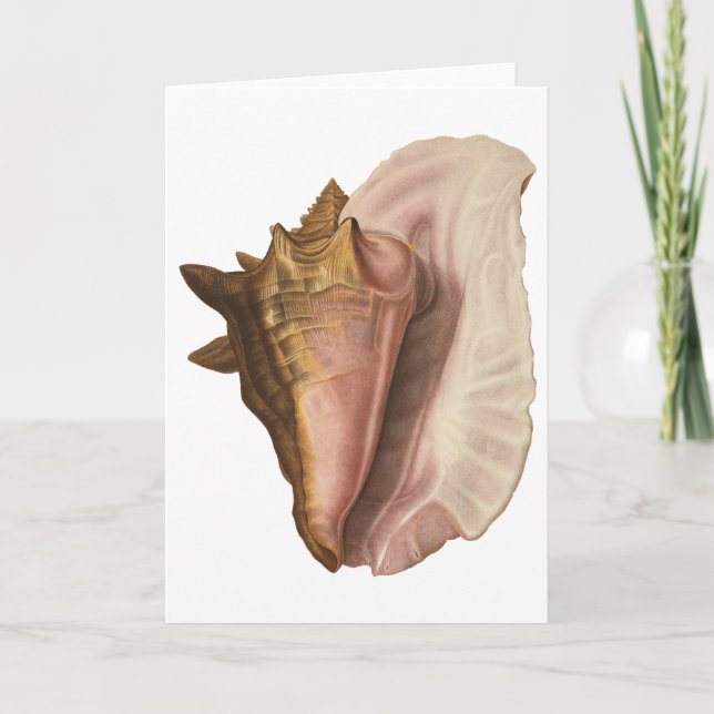 Carte Queen Conch Shell Seashell, Vintage Marine Life (Devant)