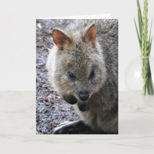 Carte Quokka