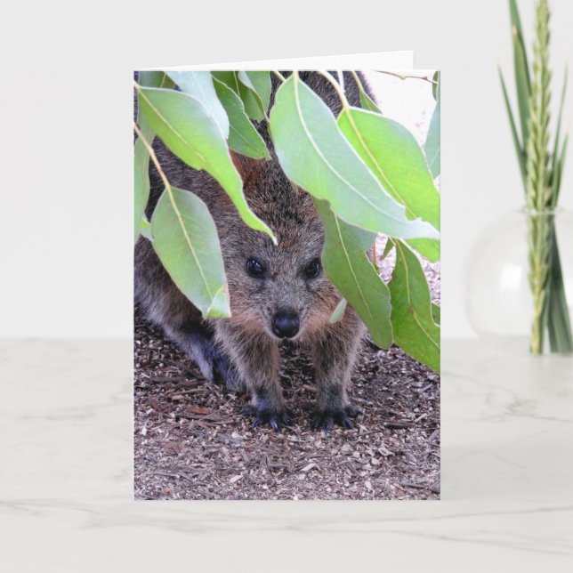 Carte Quokka Greeting Card (Devant)