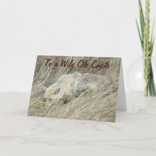 Carte R13 Coyote dans les hautes herbes