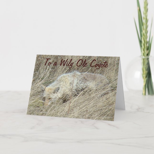 Carte R13 Coyote dans les hautes herbes (Devant)