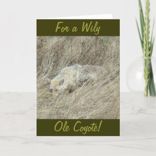 Carte R13 Coyote en haute herbe