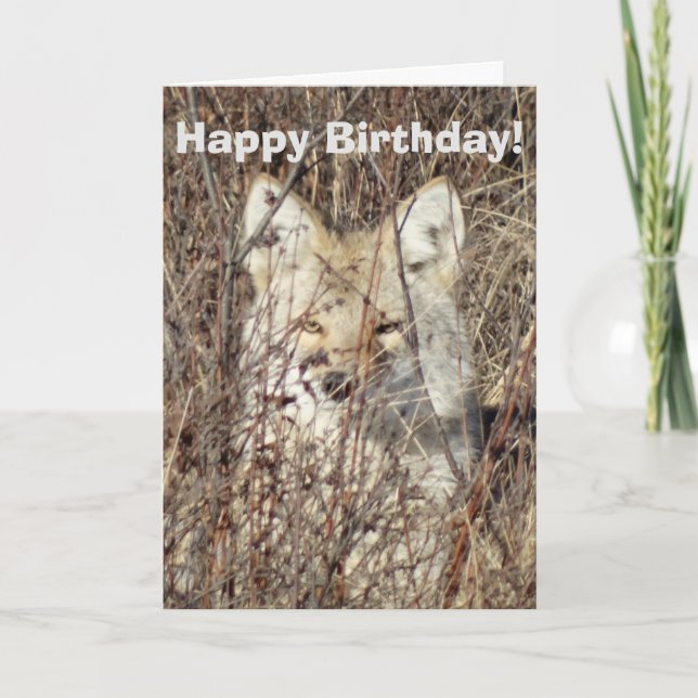 Carte R21 Coyote "Vous regarder" (Devant)