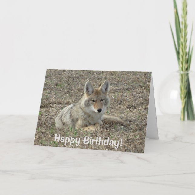 Carte R22 Coyote Couché (Devant)