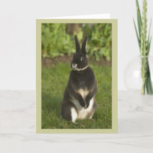 Carte Rabbit Rex debout