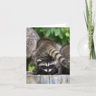 Carte Raccoon Babies !