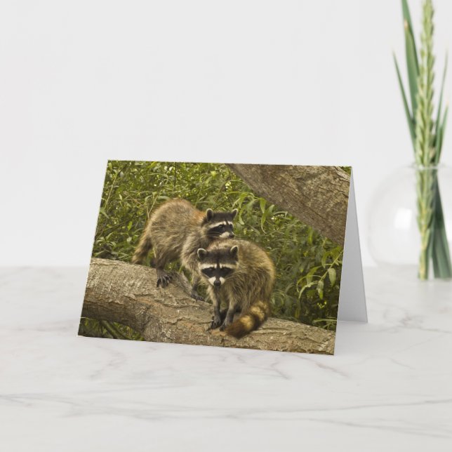 Carte Raccoons (Devant)