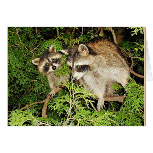 Carte Raccoons Fête des Mères