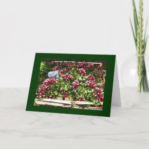 Carte Radis au marché !