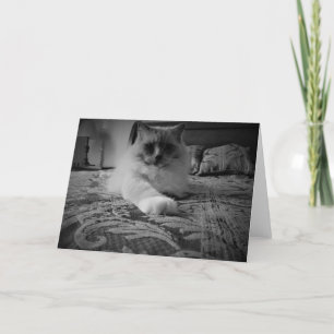Carte Ragdoll Cat / Noir card