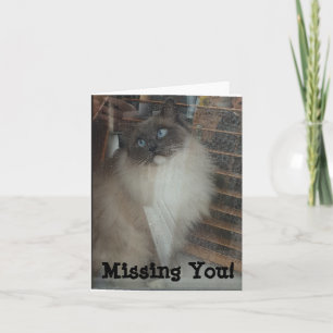 Carte Ragdoll Chat - Vous Manquez !