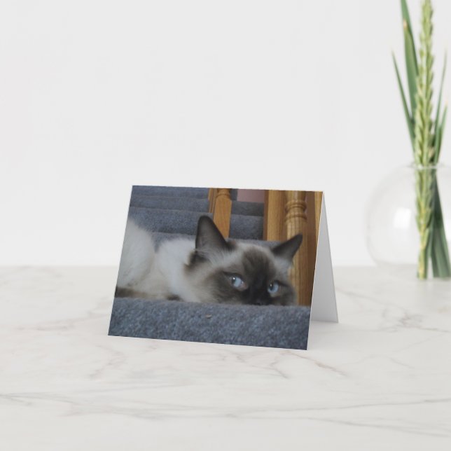 Carte Ragdoll Kitty (Devant)
