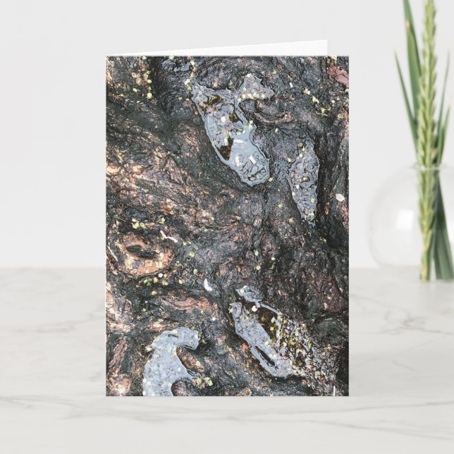 Carte Rainy Day Tree Roots Puddle Nature Photographie (Devant)