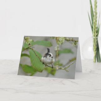 Carte Raisin à long queue, oiseau de jardin écossais.