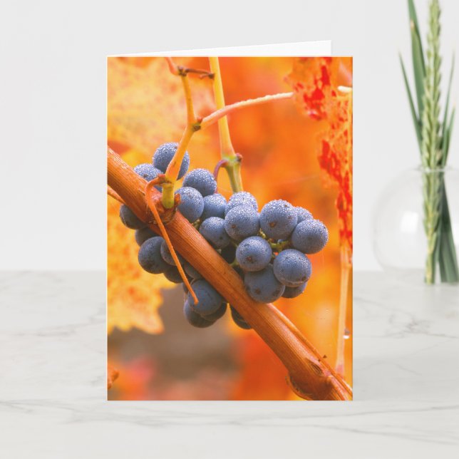 Carte Raisin Ripe Dans Le Vignoble (Devant)