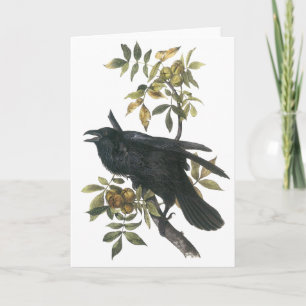 Carte Raven commun, audubon de John