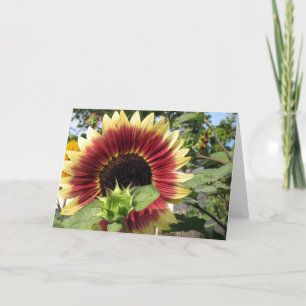 Carte Razzmatazz Sunflower