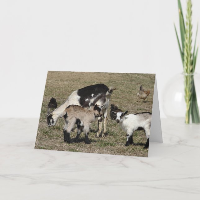 Carte Reba, Patti, Shamrock, and Chickens All Occasions  (Devant)